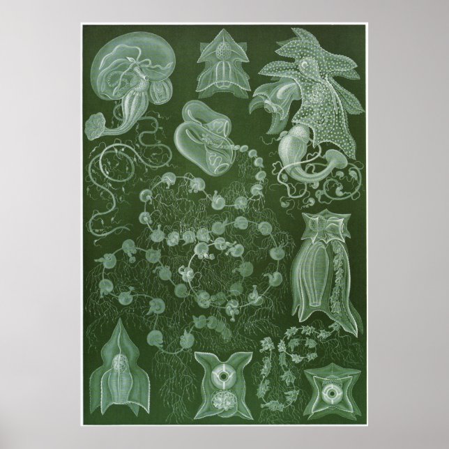 Poster Ernst Haeckel Art Print: Siphonophorae (Devant)