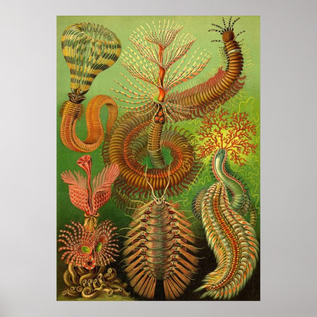 Poster Ernst Haeckel - Chaetopoda (Devant)