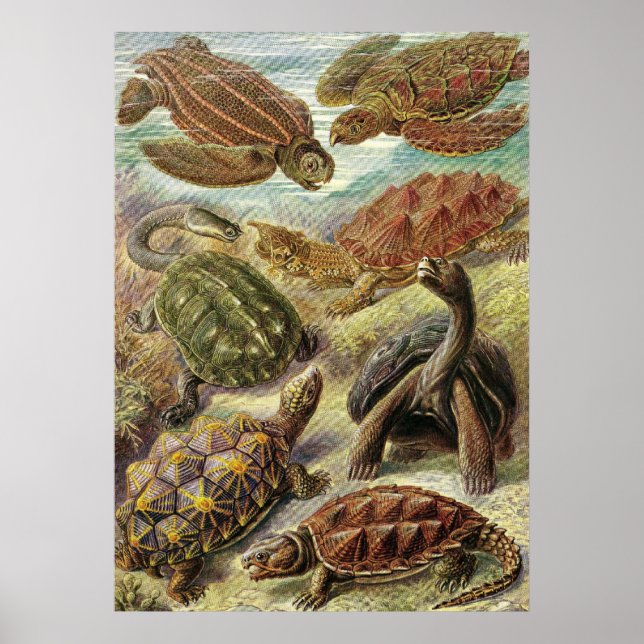 Poster Ernst Haeckel - Chelonia (Devant)
