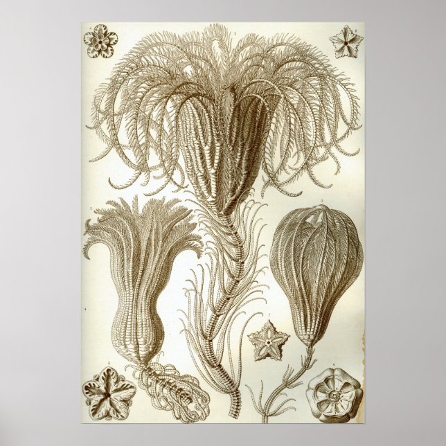 Poster Ernst Haeckel Crinoidea (Devant)