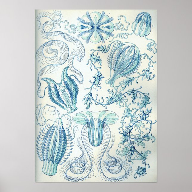Poster Ernst Haeckel Ctenophorae (Devant)