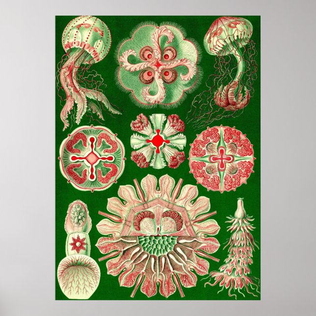Poster Ernst Haeckel - Discomedusae5 (Devant)
