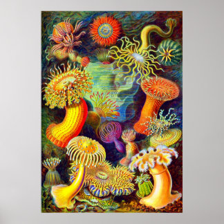 Poster Ernst Haeckel et ses anémones