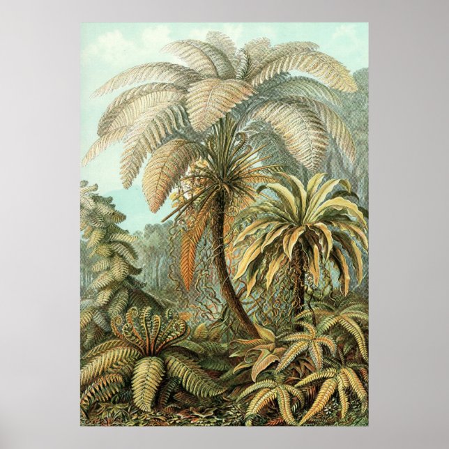 Poster Ernst Haeckel - Filicinae2 (Devant)