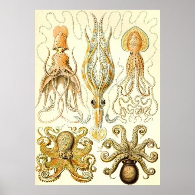 Poster Ernst Haeckel - Gamochonia (Devant)