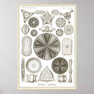 Poster Ernst Haeckel - Kuntsformen der Nature - Tafel 4