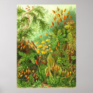 Poster Ernst Haeckel - Muscinae