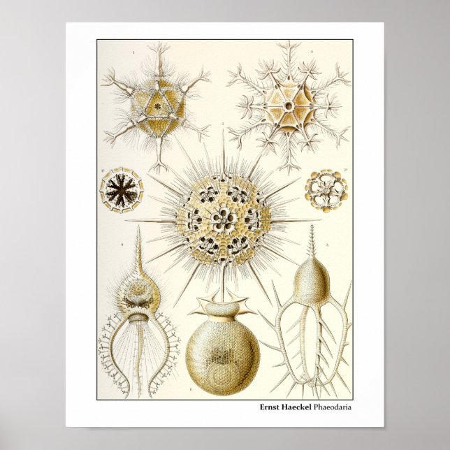 Poster Ernst Haeckel Phaeodaria (Devant)