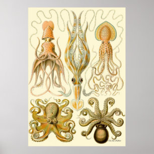 Poster Ernst Haeckel ~ Tafel
