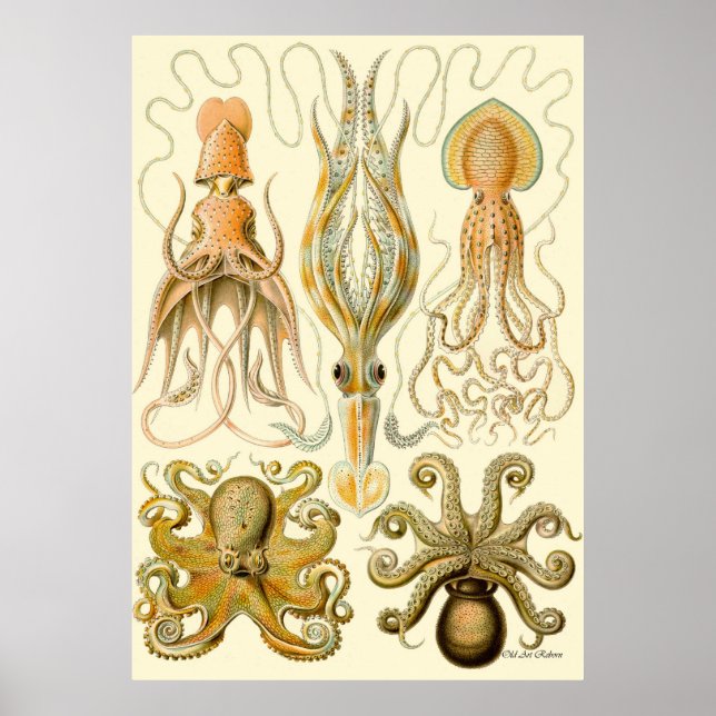 Poster Ernst Haeckel ~ Tafel (Devant)