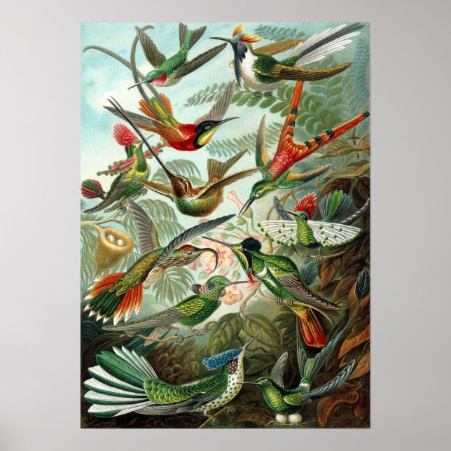 Poster Ernst Haeckel - Trochilidae (Devant)