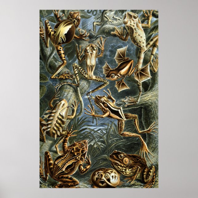 Poster Ernst Haeckel variété de grenouilles exotiques : B (Devant)