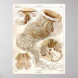 Poster Ernst Haeckel Vie marine Ocean Jellyfish Art Impri