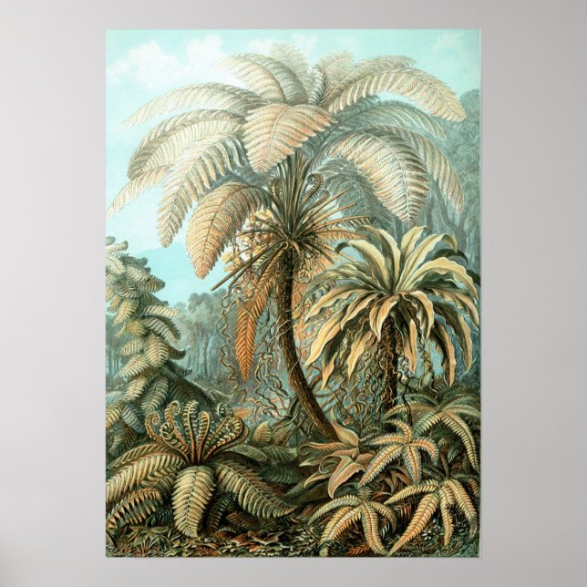 Poster Ernst Haeckel Vintage Filicinae Imprimer (Devant)