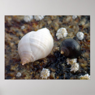 Poster Escargots de mer de Winterhaven