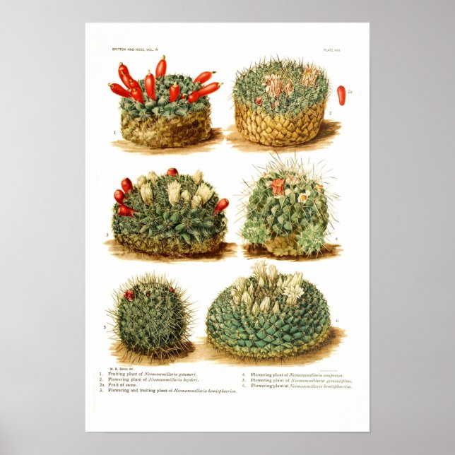 Poster Espèces de cactus (Devant)