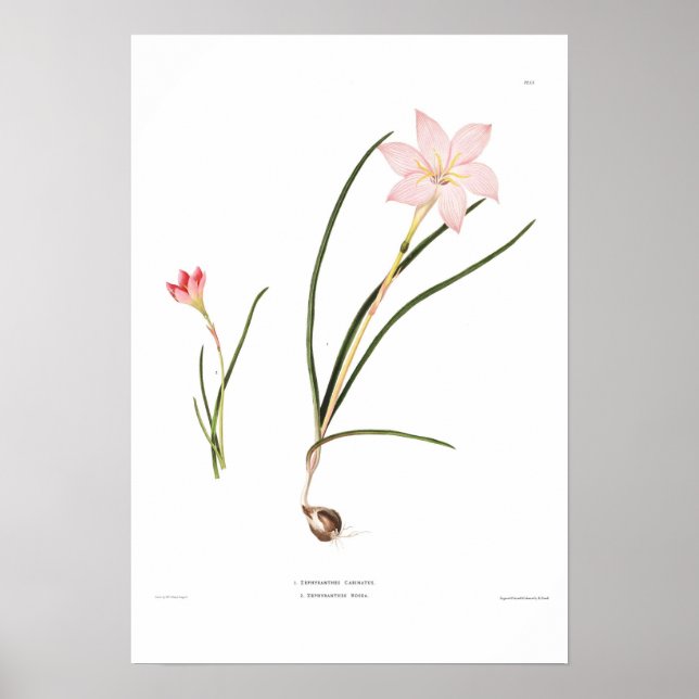 Poster Espèces de Zephyranthes (Devant)