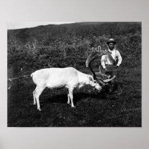 Poster Esquimau d'Alaska et renne capturé