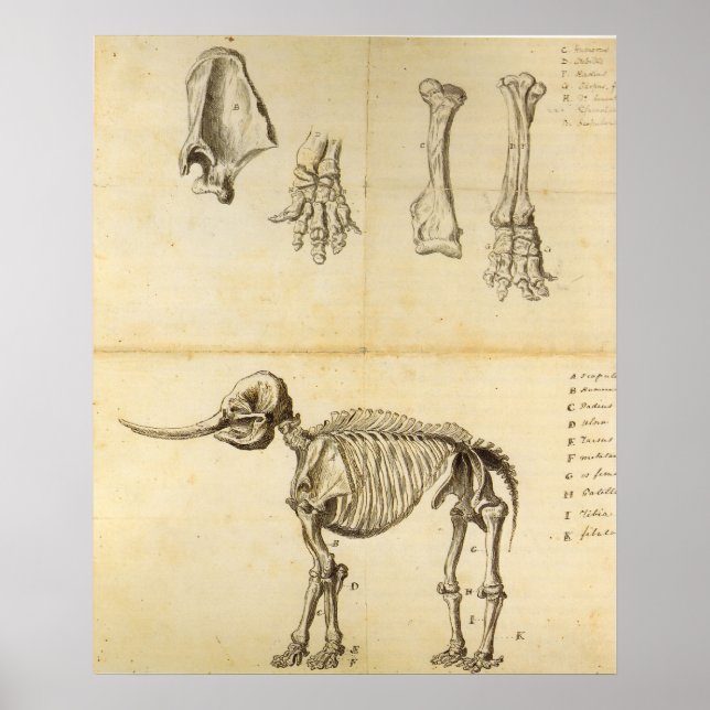 Poster Esquisse de travail du Mastodon (Devant)