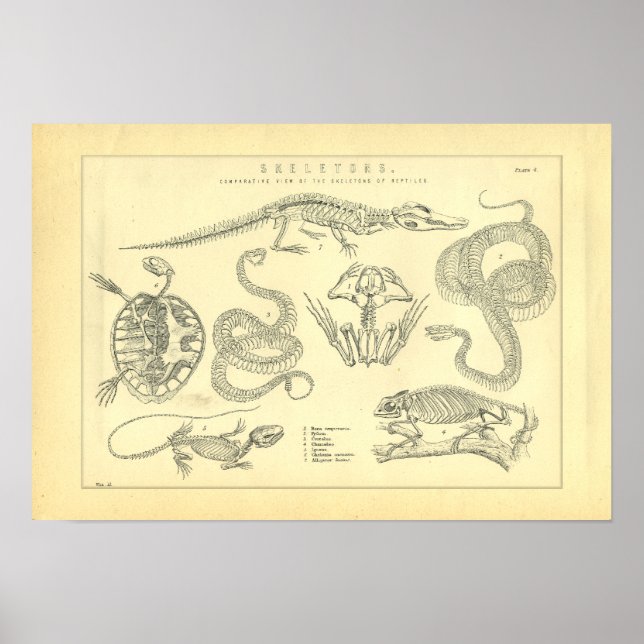Poster Esquisses de reptiles Grenouille de la tortue des  (Devant)