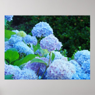 Poster estampes Blue Hydrangea Flowers Garden