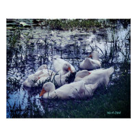 Étang de canards endormis
