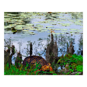 Poster Étang de pneumatophores de libellules de tortue