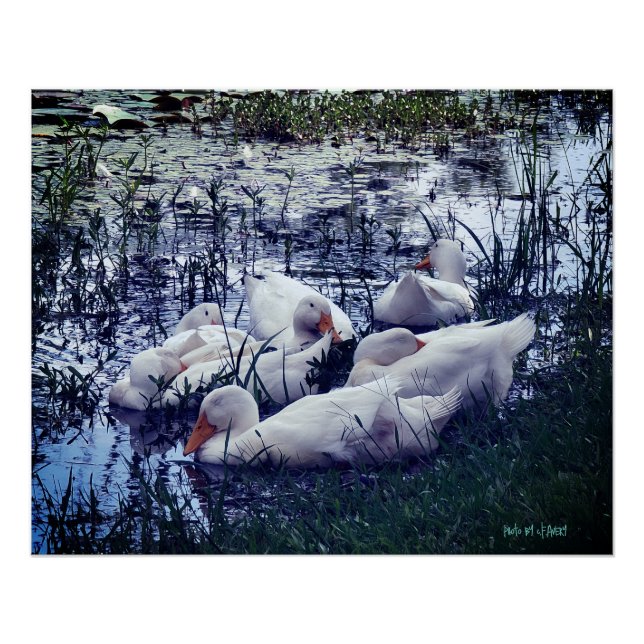 Poster Étang des Canards Endormis (Devant)