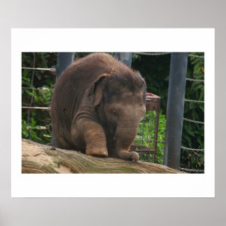 Poster Étapes pour bébé