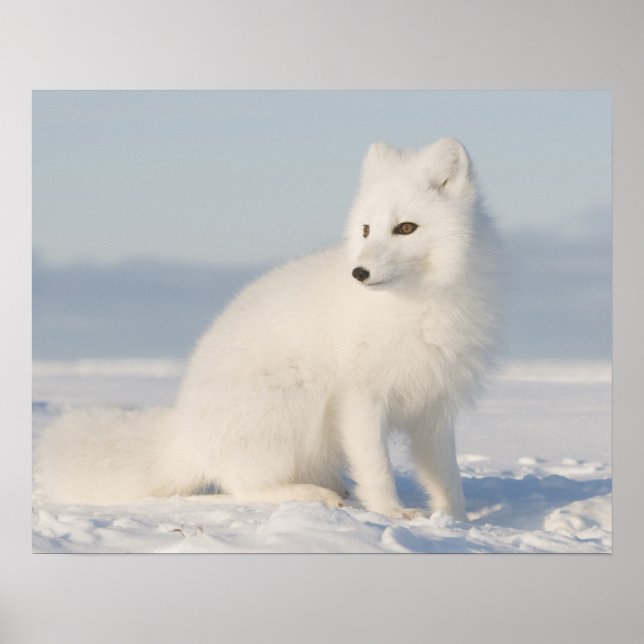 Poster États-Unis, Alaska, 1002 Plaine côtière de l'Arcti (Devant)