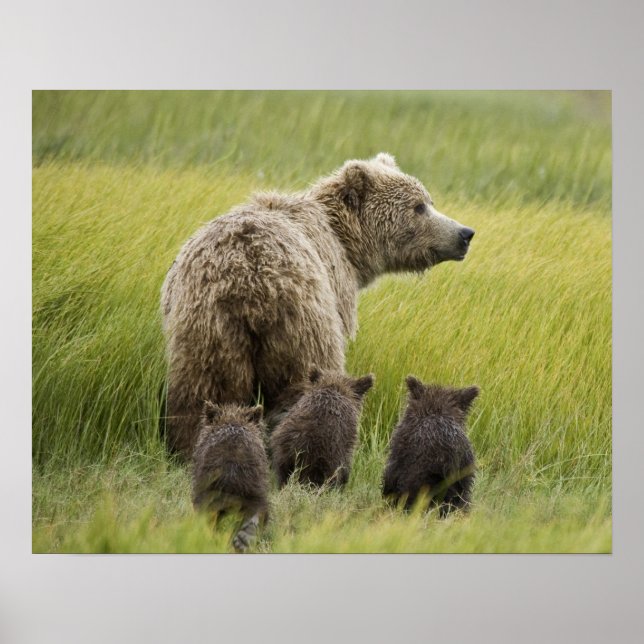 Poster États-Unis, Alaska, Lake Clark National Park. Griz (Devant)