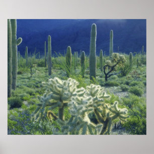 Poster États-Unis, Arizona, Organ Pipe Cactus National