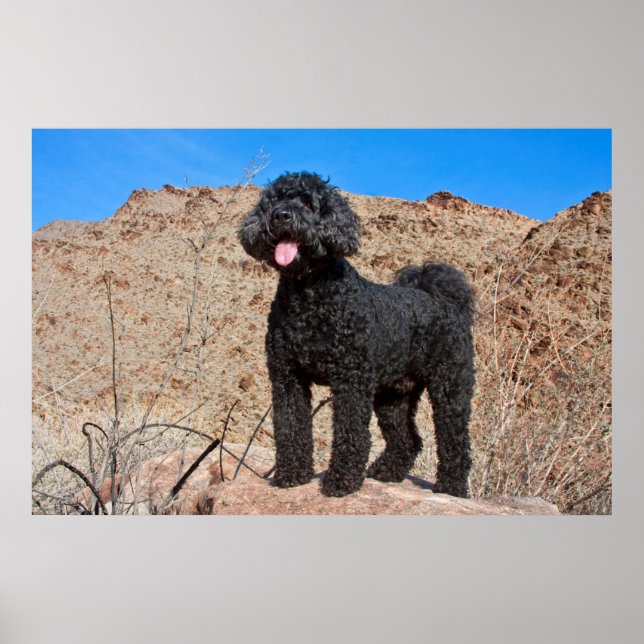 Poster États-Unis, Californie. Labradoodle debout (Devant)