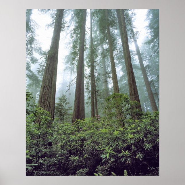 Poster États-Unis, Californie, Redwood NP. Le brouillard  (Devant)