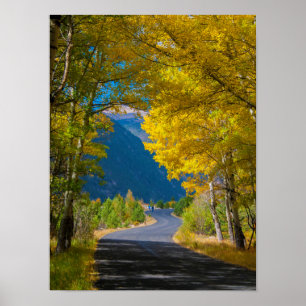 Poster États-Unis, Colorado. Route flanquée de trembles
