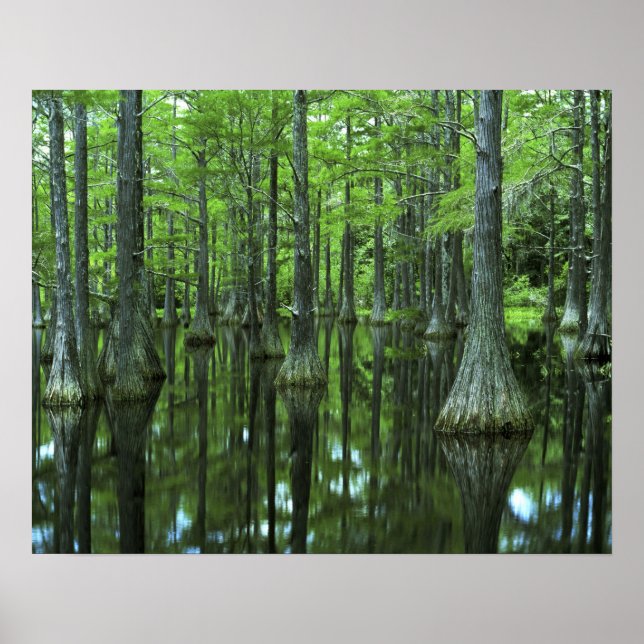 Poster États-Unis, Floride, Apalachicola National Forest, (Devant)