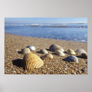 Poster États-Unis, Floride, coquillages côtiers