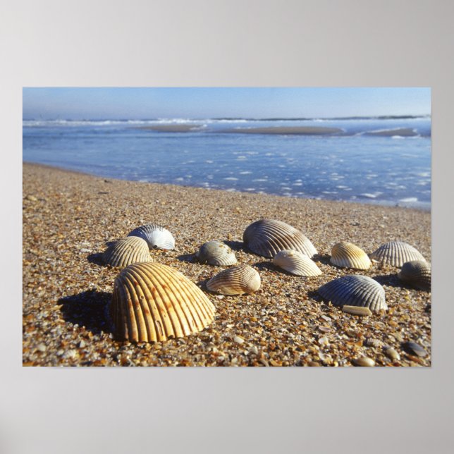 Poster États-Unis, Floride, coquillages côtiers (Devant)