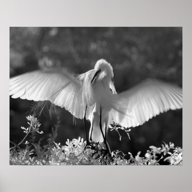 Poster États-Unis, Floride, Grande Aigrette (Ardea alba)  (Devant)