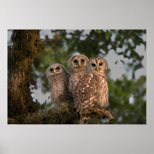 Poster Etats-Unis, Floride, Zones Humides de Viera. Trois