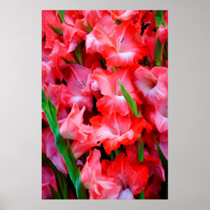Poster États-Unis, Géorgie, Savannah, Bouquet de Glaïeuls