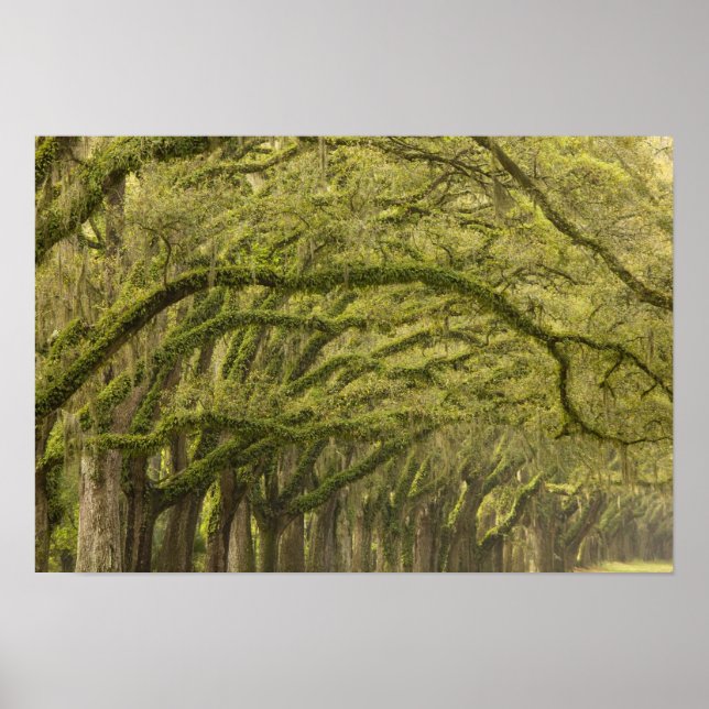 Poster États-Unis ; Géorgie ; Savannah. Chênes avec (Devant)