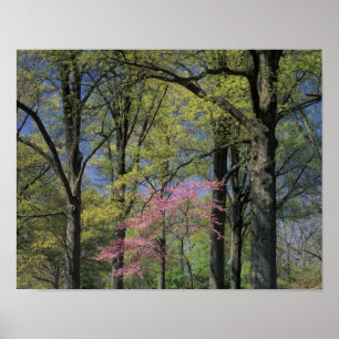 Poster États-Unis, Kentucky, Louisville. Cercis canadensi