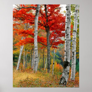 Poster États-Unis, Maine, lac Wyman. Forêt de bouleau