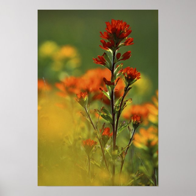 Poster États-Unis, Michigan, Drummond Island, Maxton Plai (Devant)