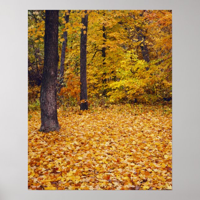 Poster États-Unis, Missouri, comté de Boone, Maple Forest (Devant)