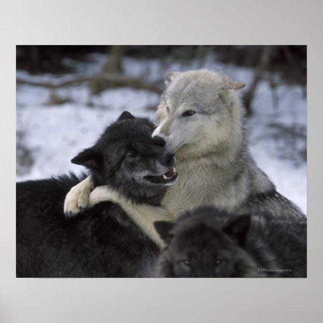 Poster États-Unis, Montana, Loups jouant dans la neige (Devant)