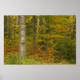 Poster États-Unis, New Hampshire, Livermore, White Mounta