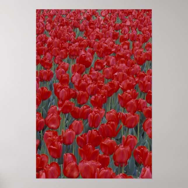 Poster États-Unis, Ohio, Cincinnati. Parterre de tulipes  (Devant)