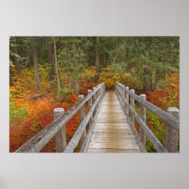 Poster États-Unis, Oregon, Forêt nationale de Willamette. (Devant)